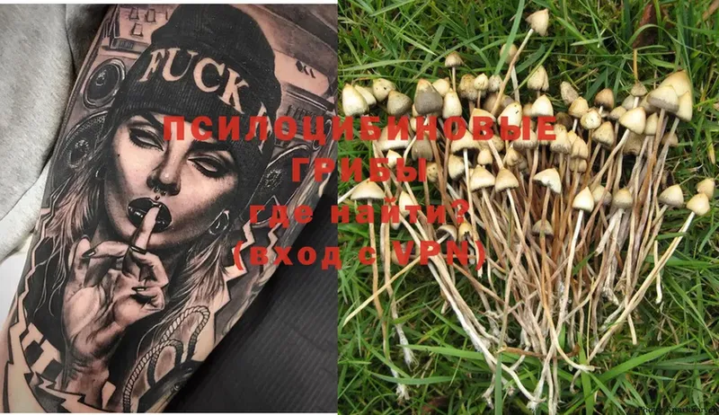 Галлюциногенные грибы Psilocybe  Славск 